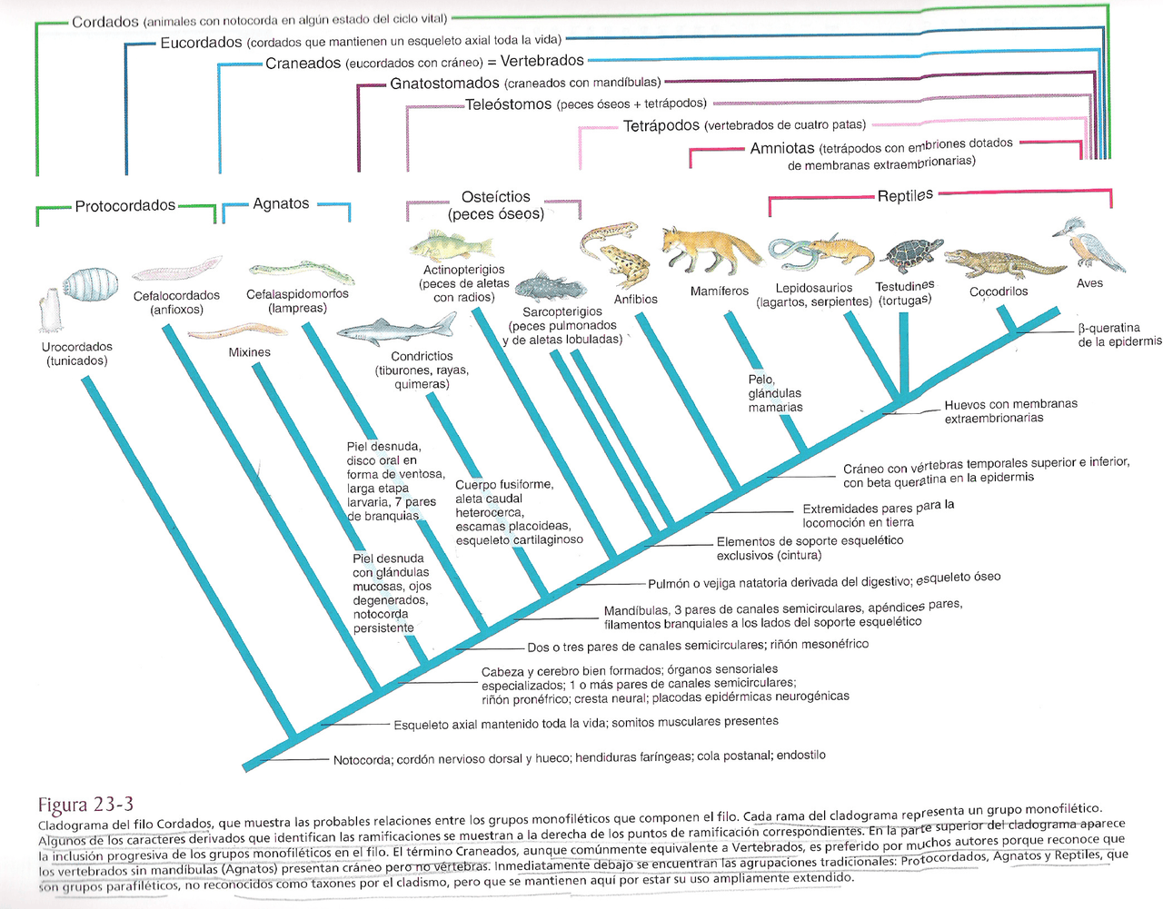 Cladograma Cordados - Apuntes de Zoología | Docsity
