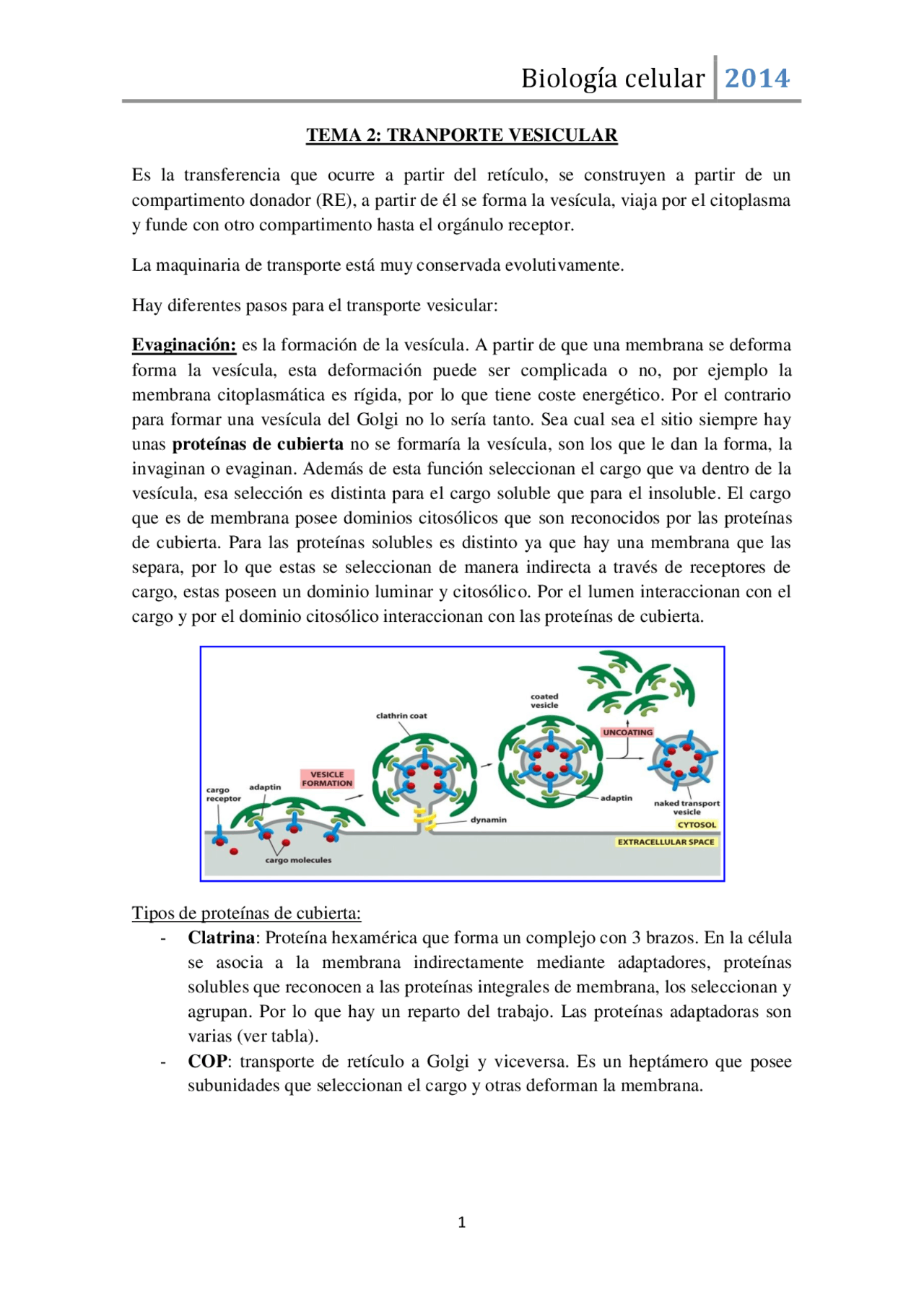 Transporte Vesicular Apuntes De Biologia Celular Docsity