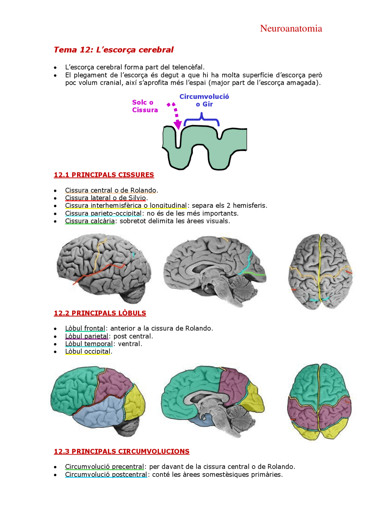 neuroanatomia-tema-12-l-escor-a-cerebral-apuntes-de-psicobiolog-a