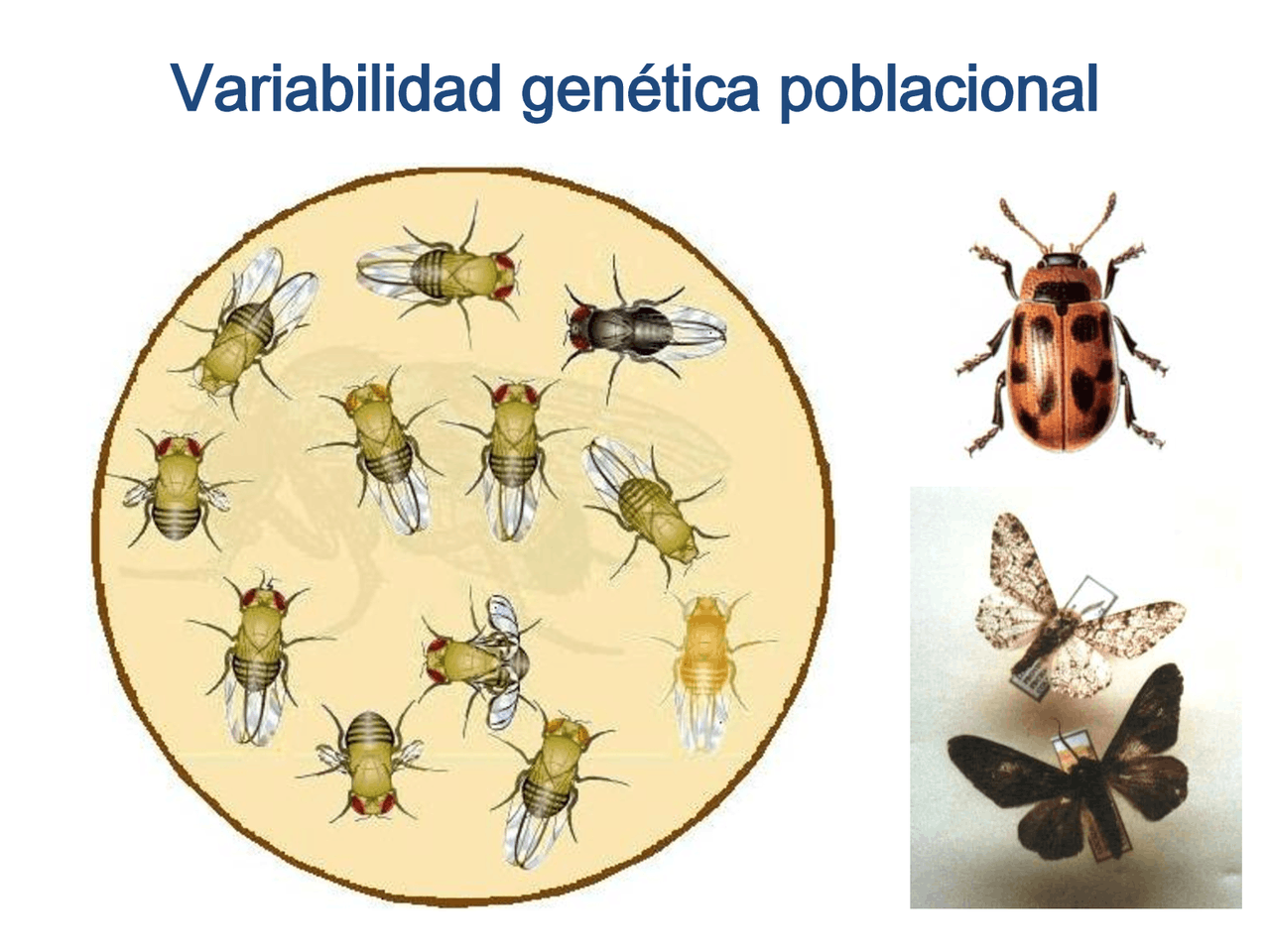 Factores Que Determinan La Variabilidad Genética De Las Poblaciones