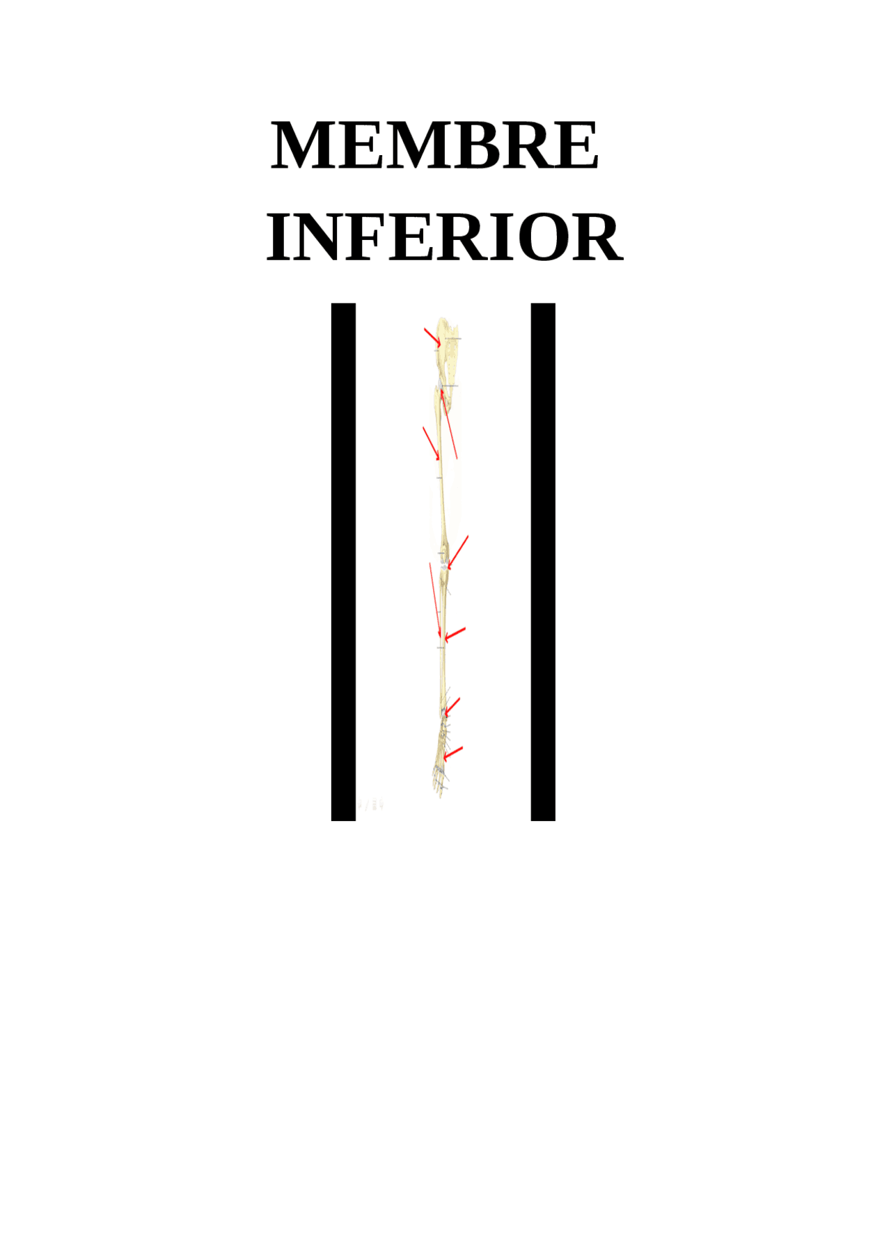 PRÁCTICAS DEL MIEMBRO INFERIOR - Ejercicios de Anatomía - Docsity