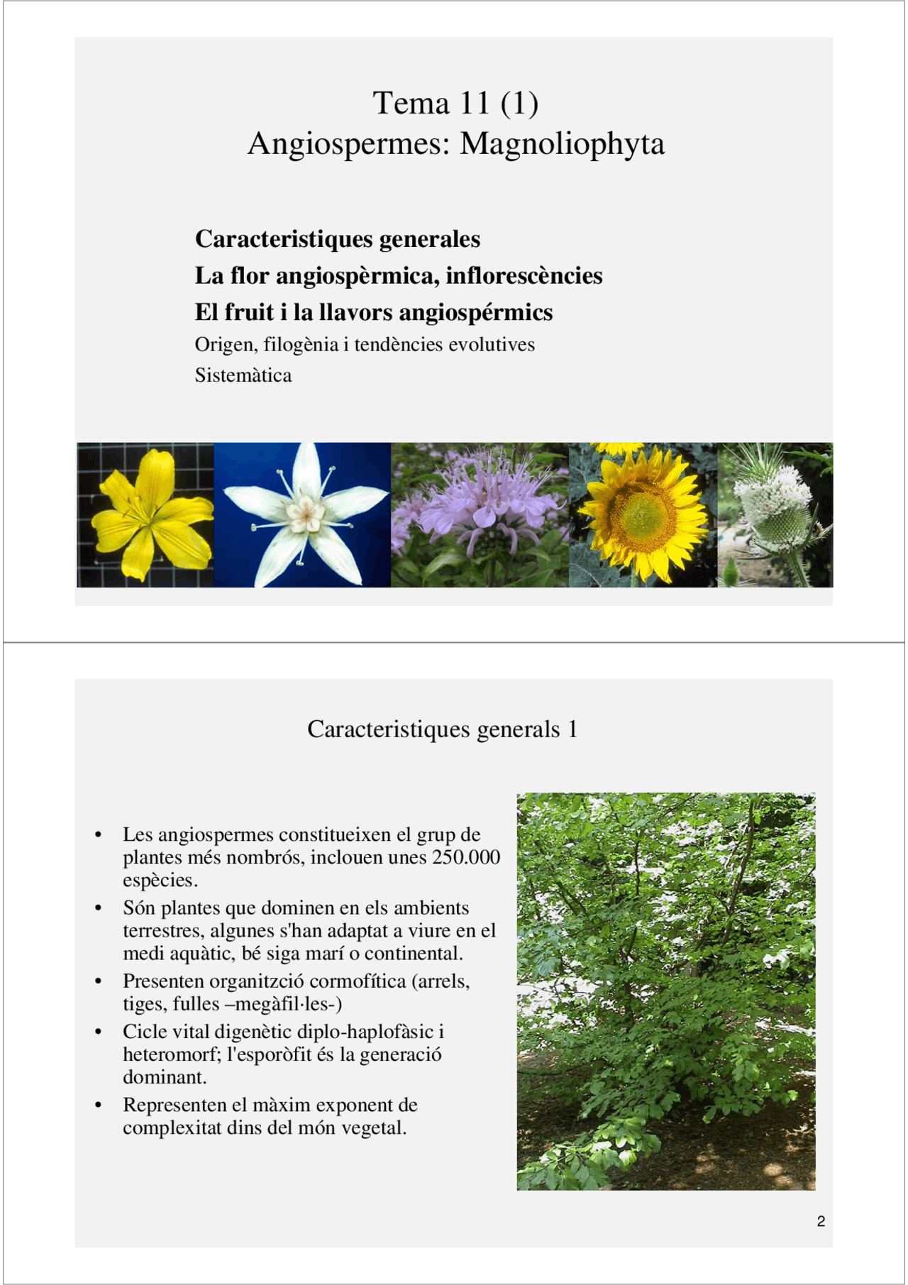 Angiospermes: magnoliophyta - Apuntes de Botánica y Agronomía - Docsity