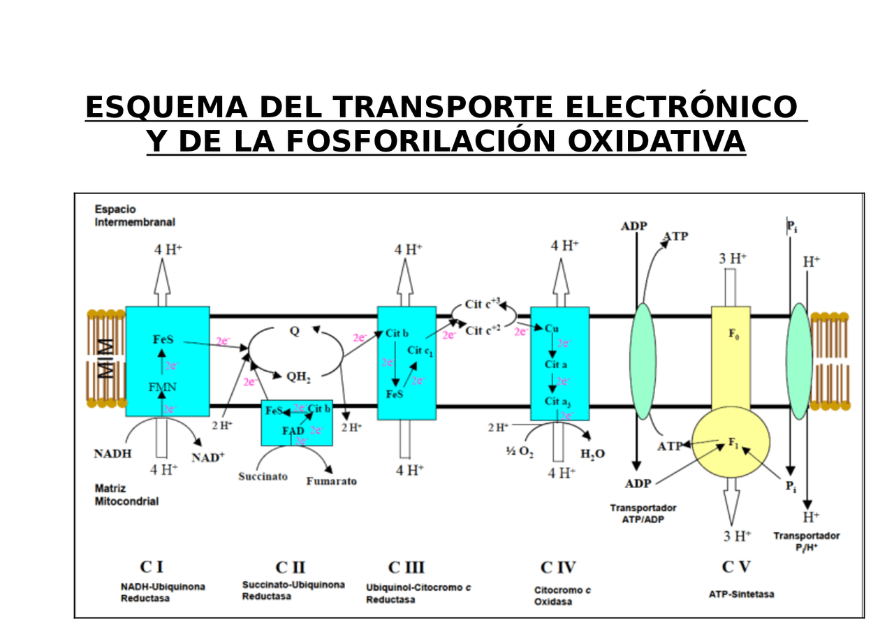 ESQUEMA DEL TRANSPORTE ELECTRÓNICO Y DE LA FOSFORILACIÓN OXIDATIVA