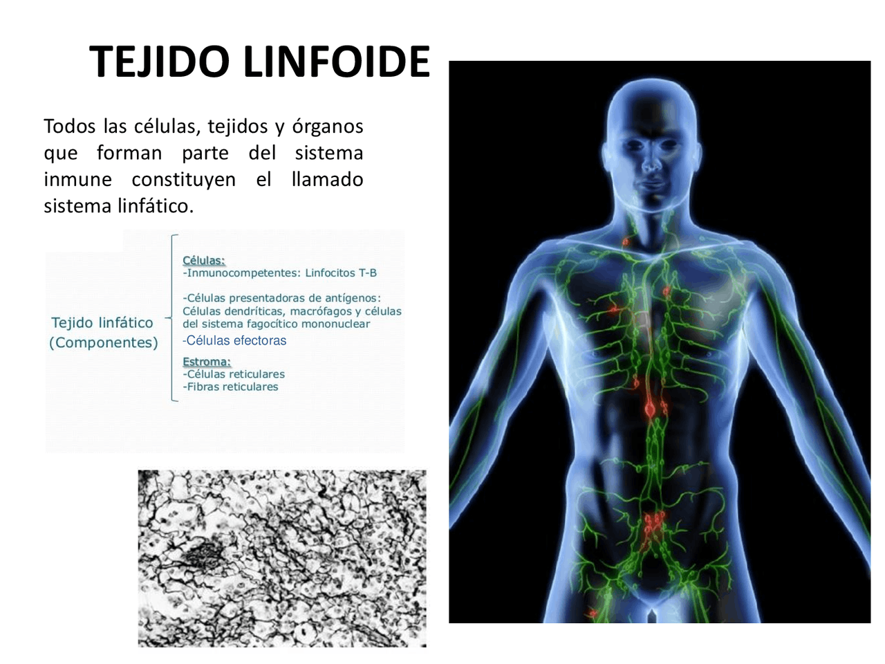 Tejido linfoide Apuntes de Histología Docsity Tejido linfoide Apuntes de Histología Docsity