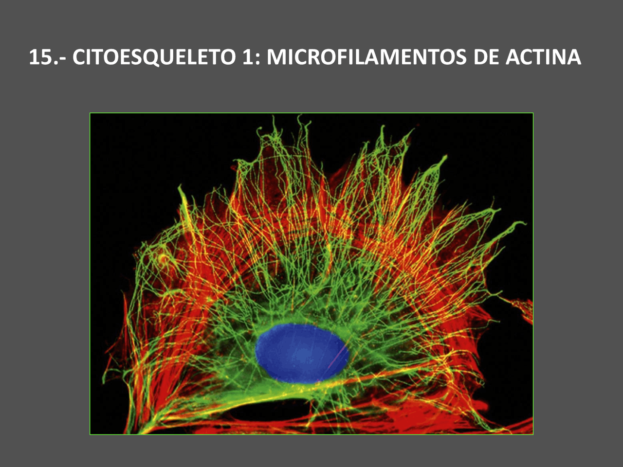 Citosqueleto Microfilamentos De Actina Apuntes De Biolog a Animal Citosqueleto Microfilamentos De Actina Apuntes De Biolog a Animal