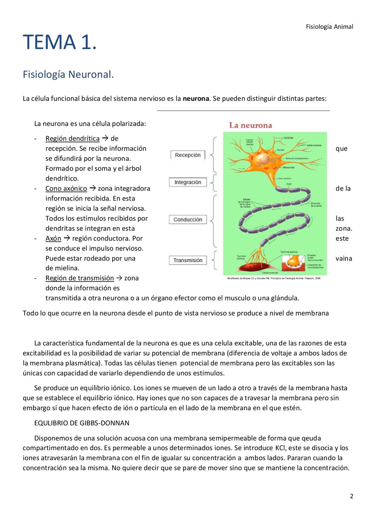 TEMA 1 Fisiología Neuronal - Apuntes de Fisiología Animal - Docsity