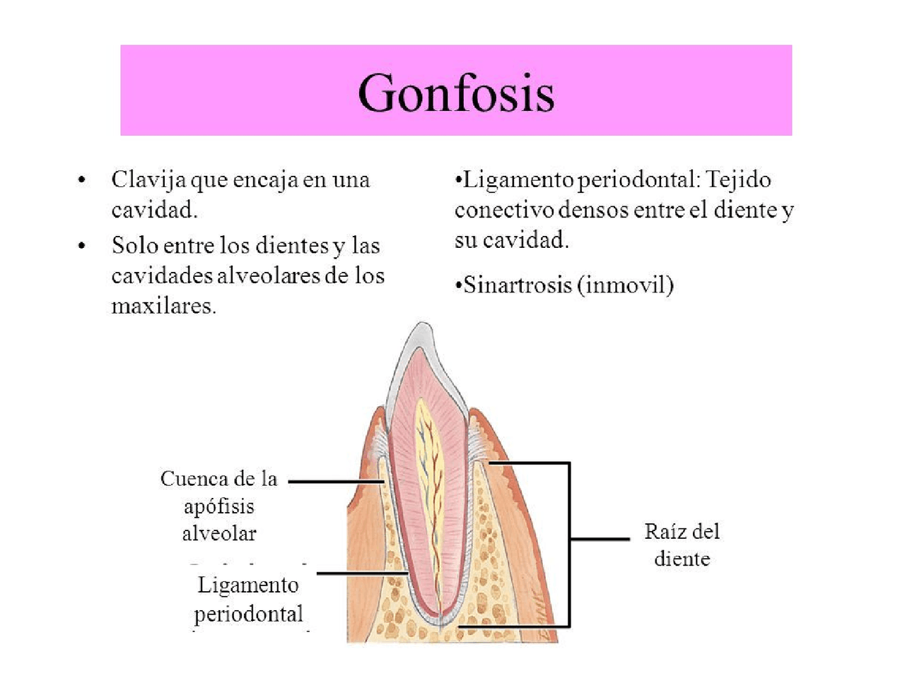Gonfosis Apuntes de Enfermería Docsity
