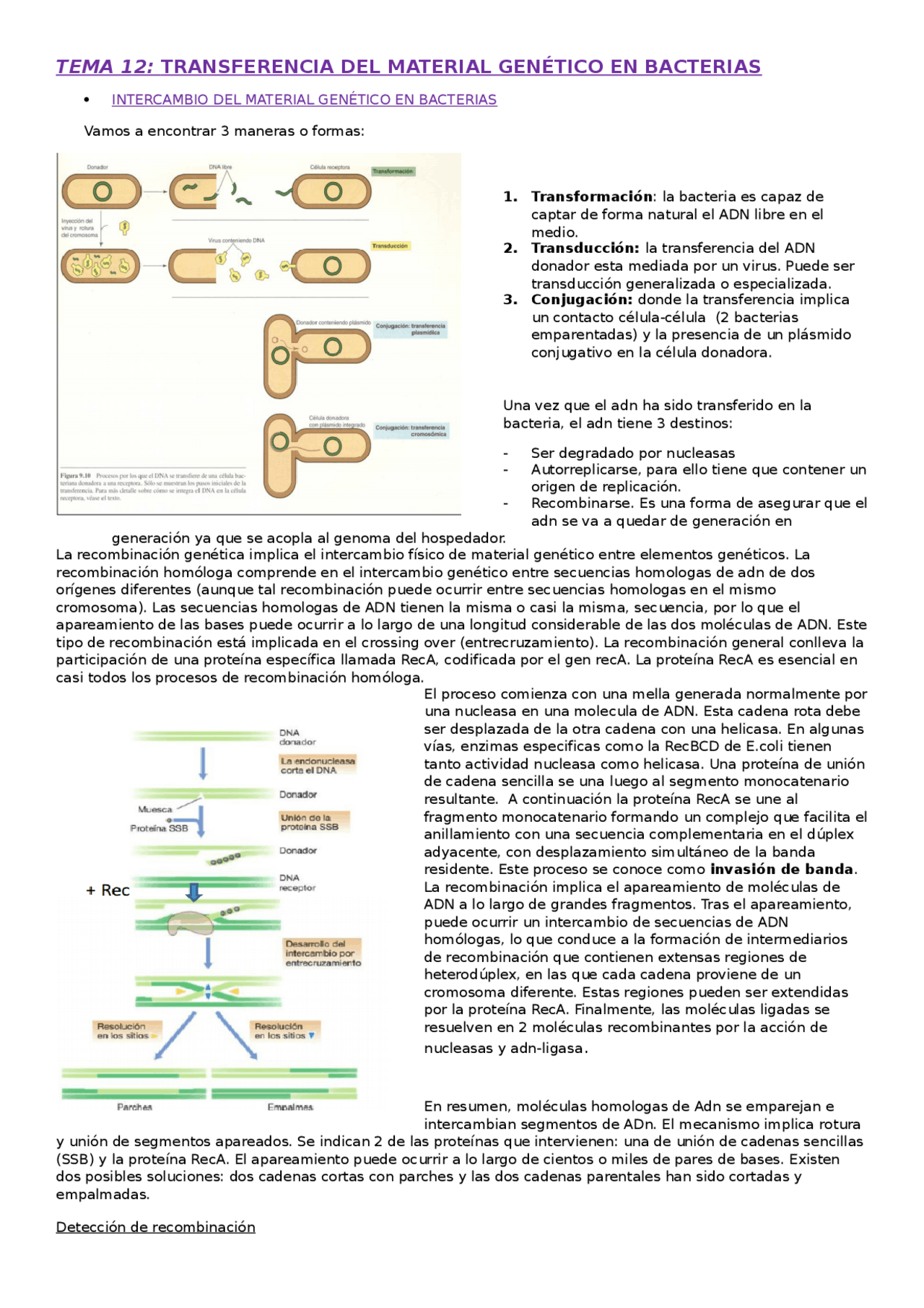 TEMA 12 TRANSFERENCIA DEL MATERIAL GENÉTICO EN BACTERIAS - Apuntes de ...