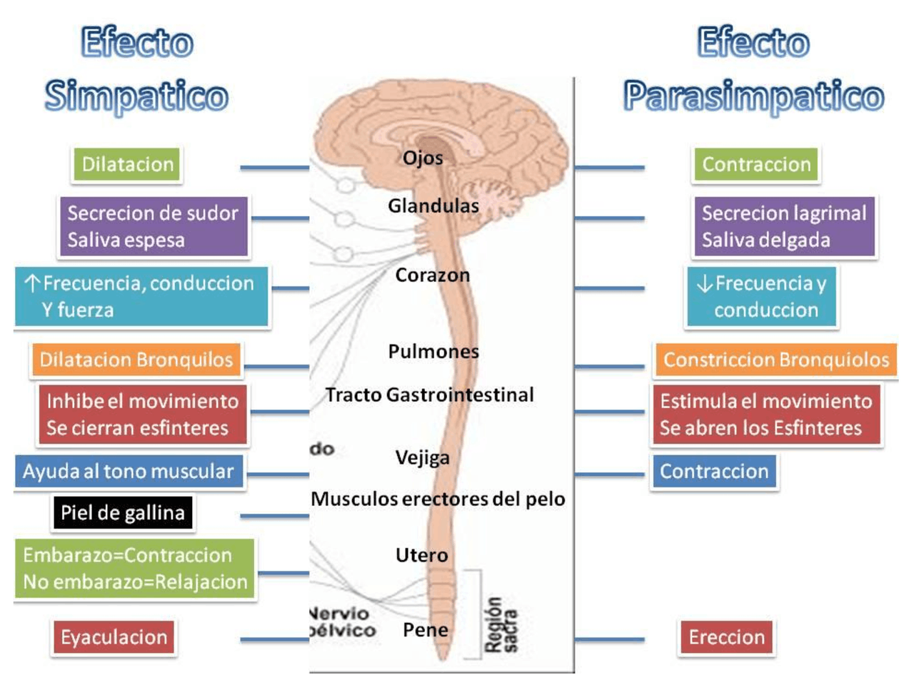 Sistema nervioso simpatico y parasimpatico - Apuntes de Enfermería