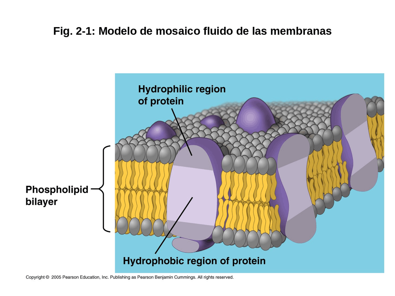 Modelo De Mosaico Fluido Fluid Mosaic Model Of Cell Membrane Video Modelo De Mosaico Fluido Fluid Mosaic Model Of Cell Membrane Video