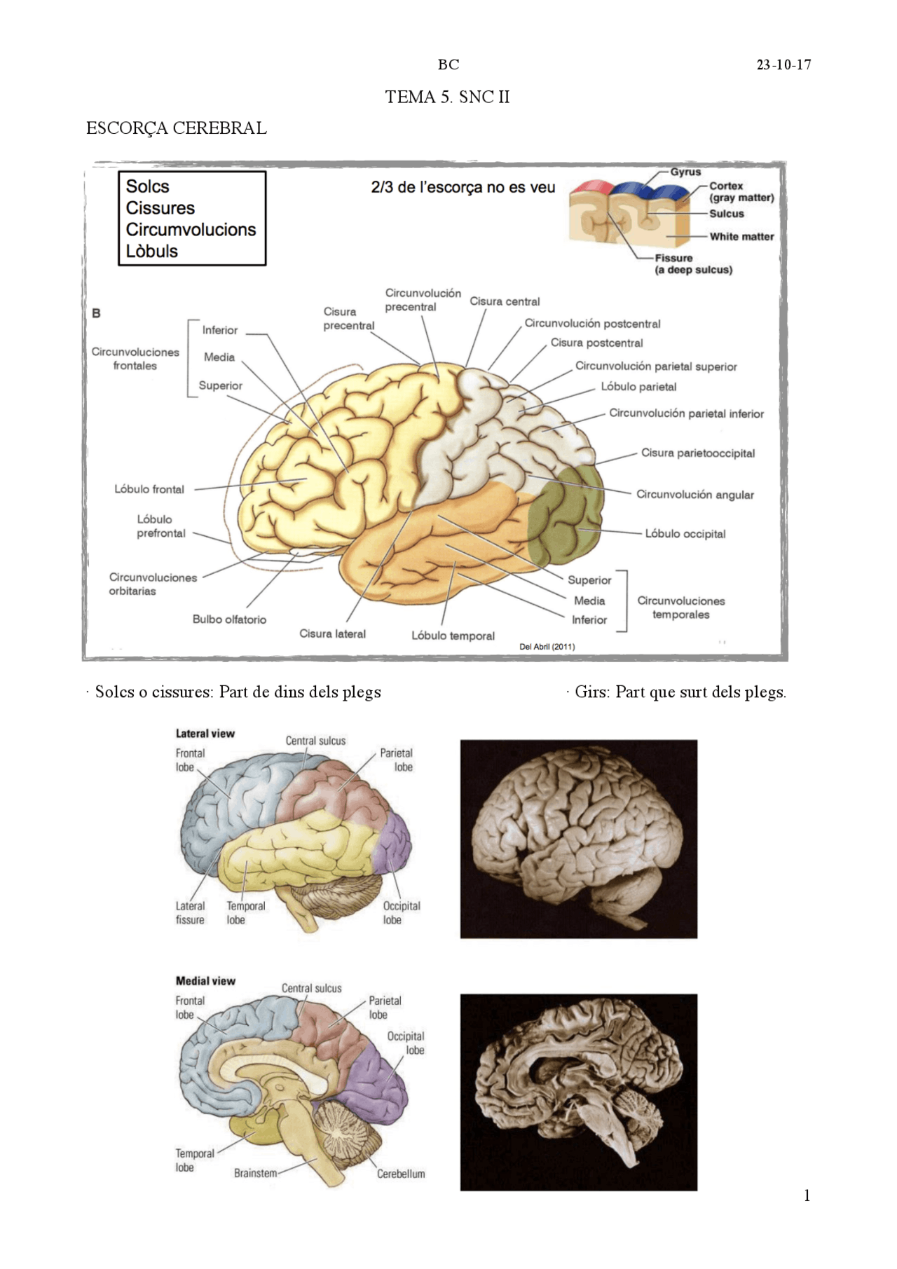 anatom-a-del-sistema-l-mbico-y-corteza-cerebral-escor-a-medial-y
