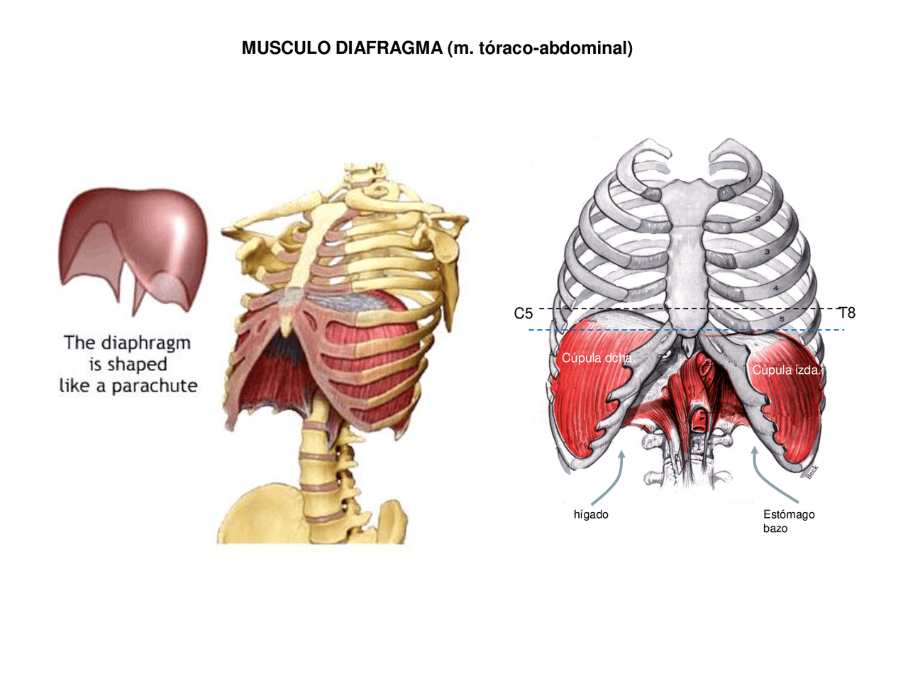 MUSCULO DIAFRAGMA - Apuntes de Anatomía - Docsity