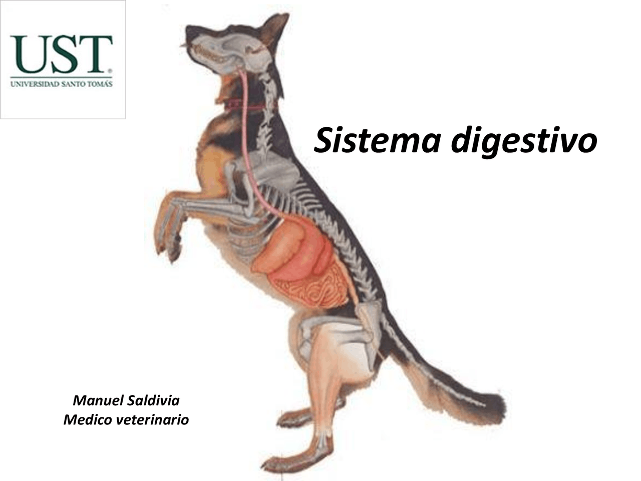 Sistema digestivo del perro (anatomía) Apuntes de Anatomía Docsity Sistema digestivo del perro (anatomía) Apuntes de Anatomía Docsity