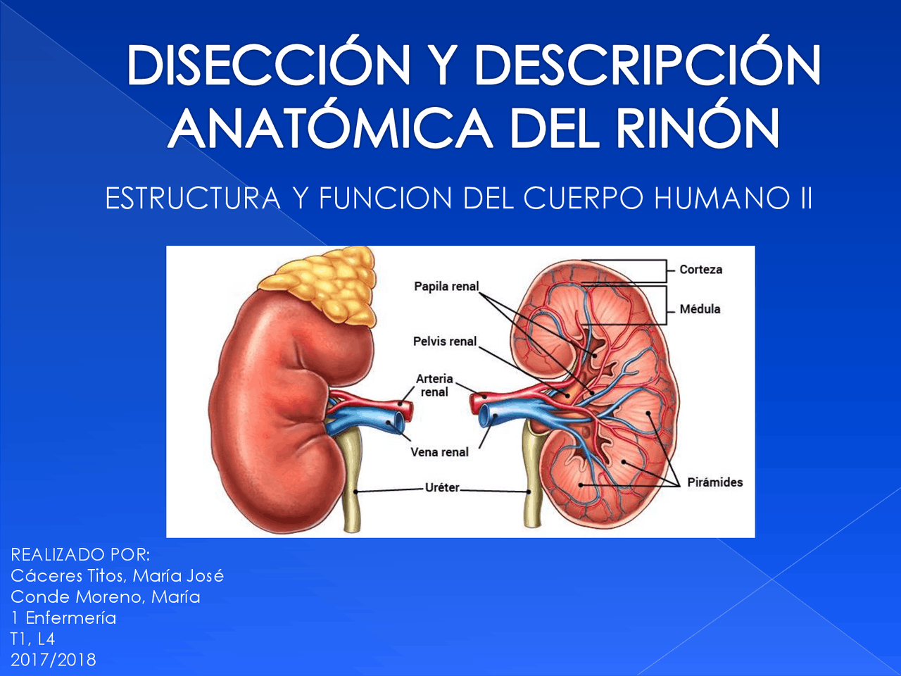 DISECCIÓN RIÑON - Ejercicios de Enfermería - Docsity