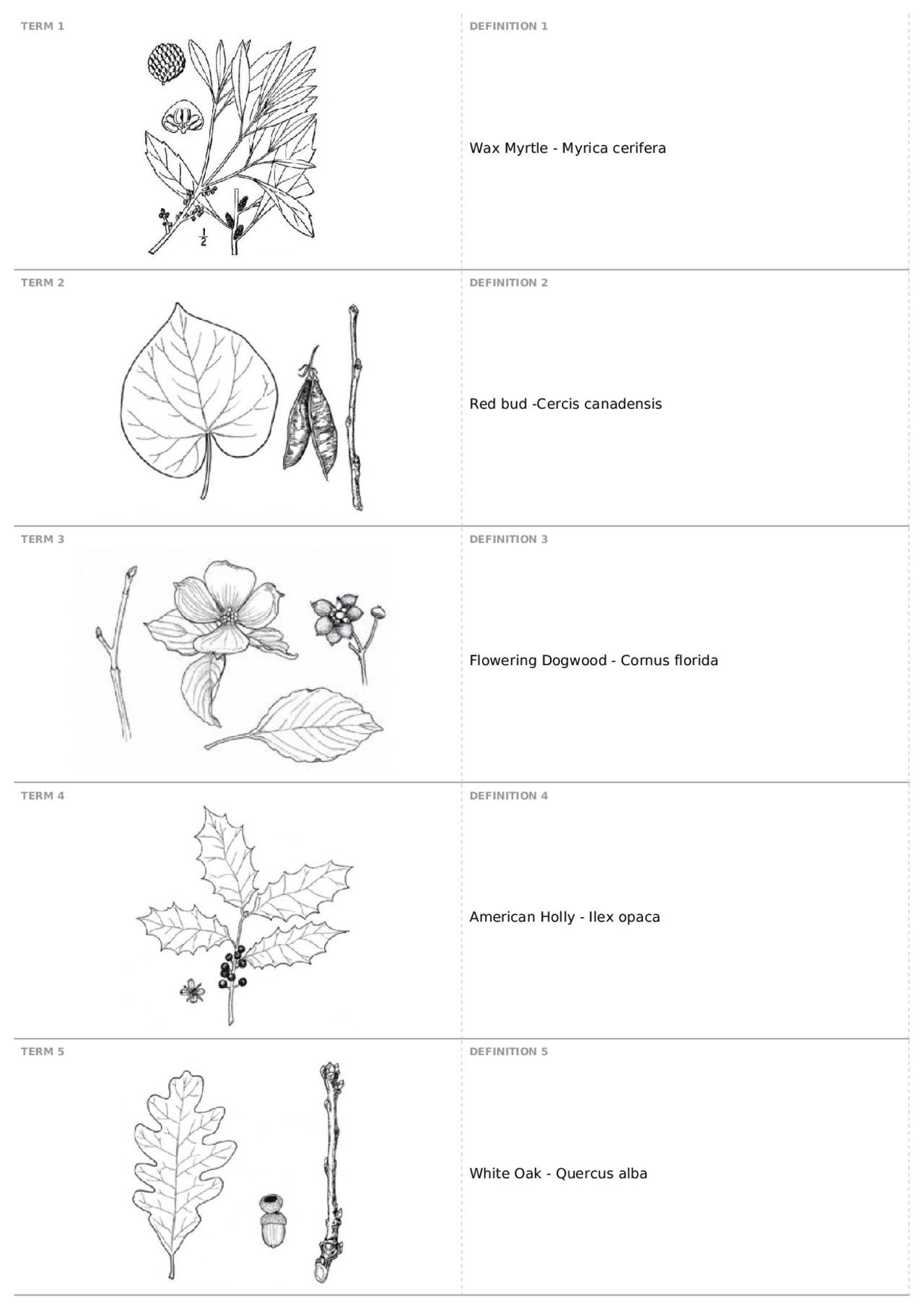 Specifying Trees Pdf Tree Species | BIOL 304L - Integrative Biology:Plants Lab - Docsity