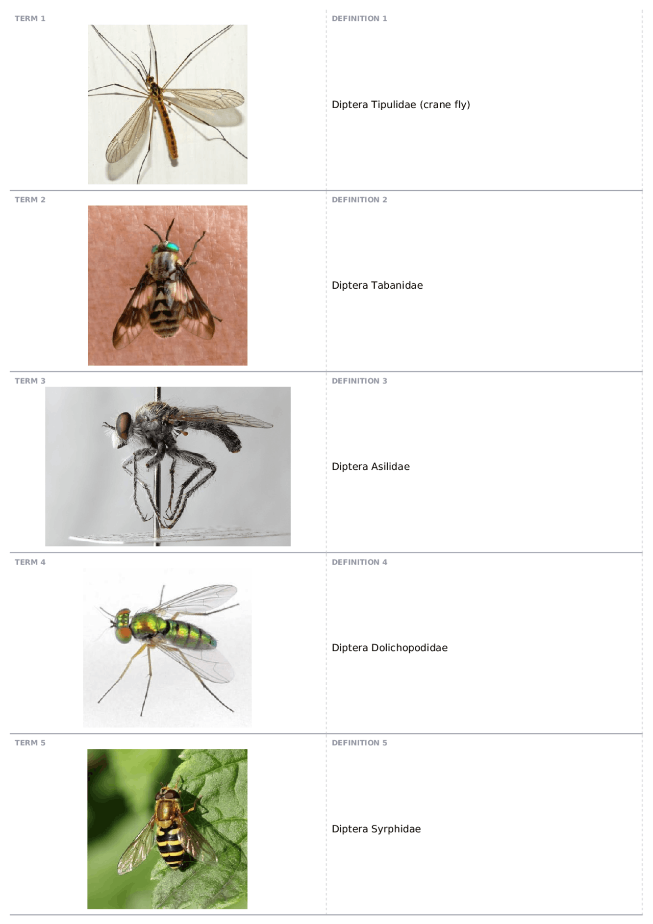 Diptera | ENT 300 - GENERAL ENTOMOLOGY - Docsity