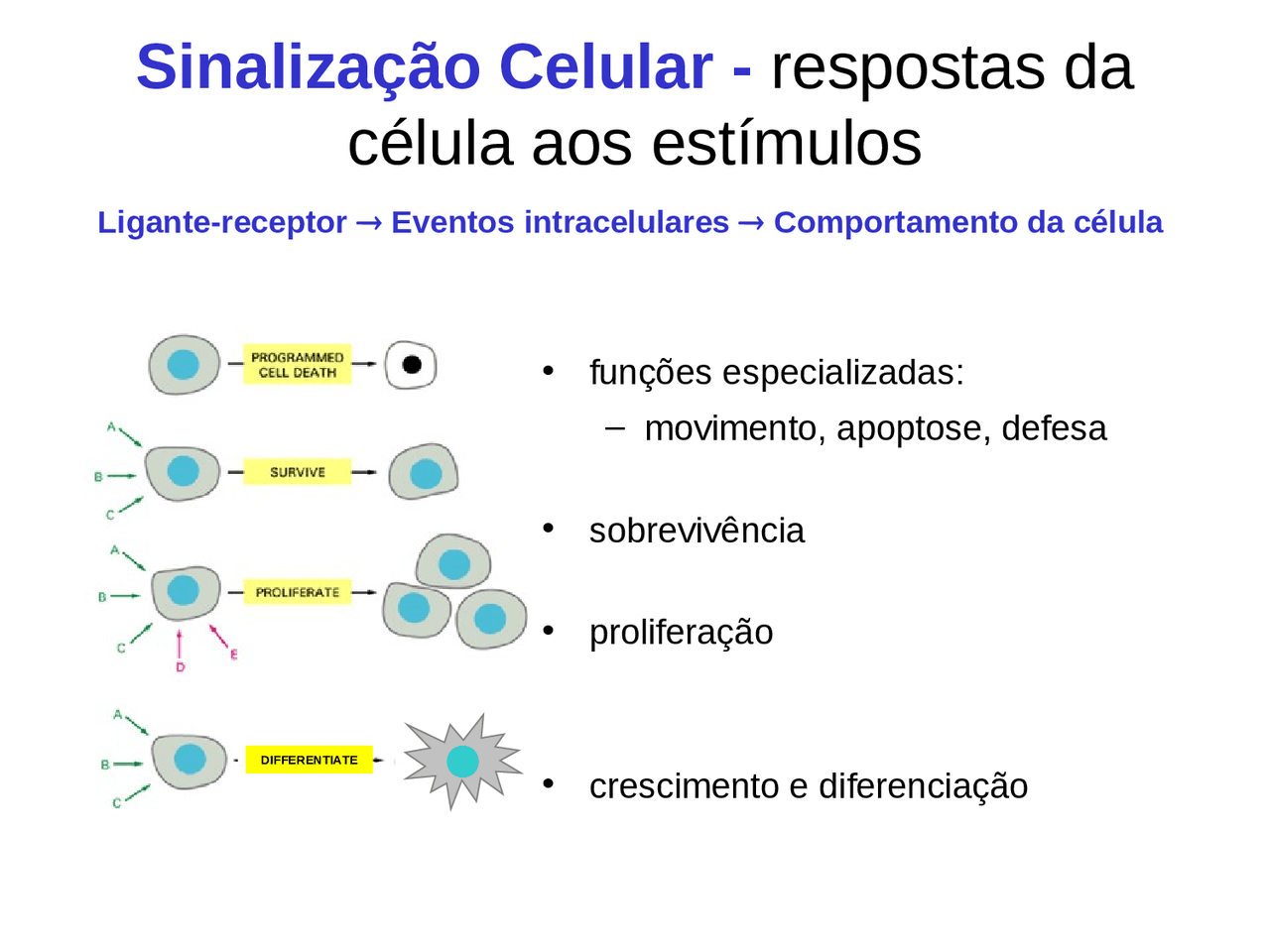 Considere As Afirmativas Abaixo Sobre Sinalização Celular - FDPLEARN