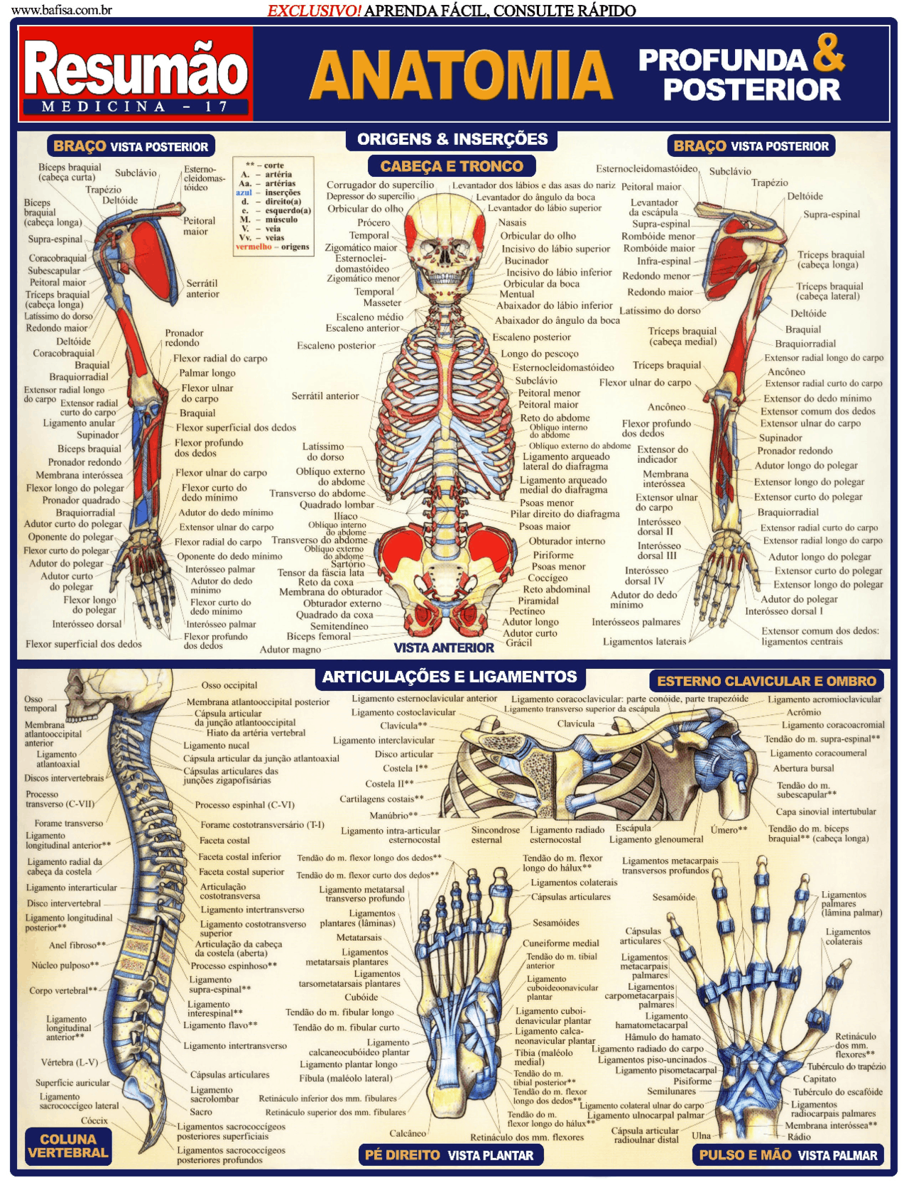 Anatomia E Fisiologia Do Corpo Humano - GITEDU