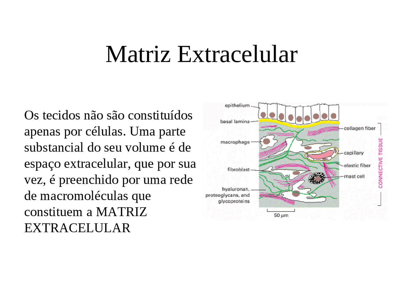 O Que é Matriz Extracelular - RETOEDU