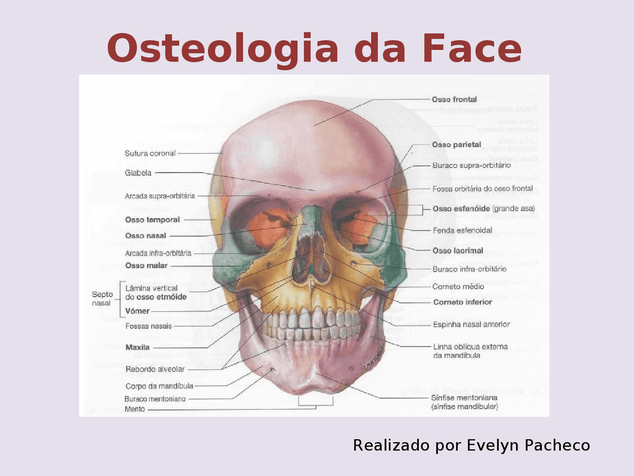 Osso Da Maça Do Rosto - RETOEDU