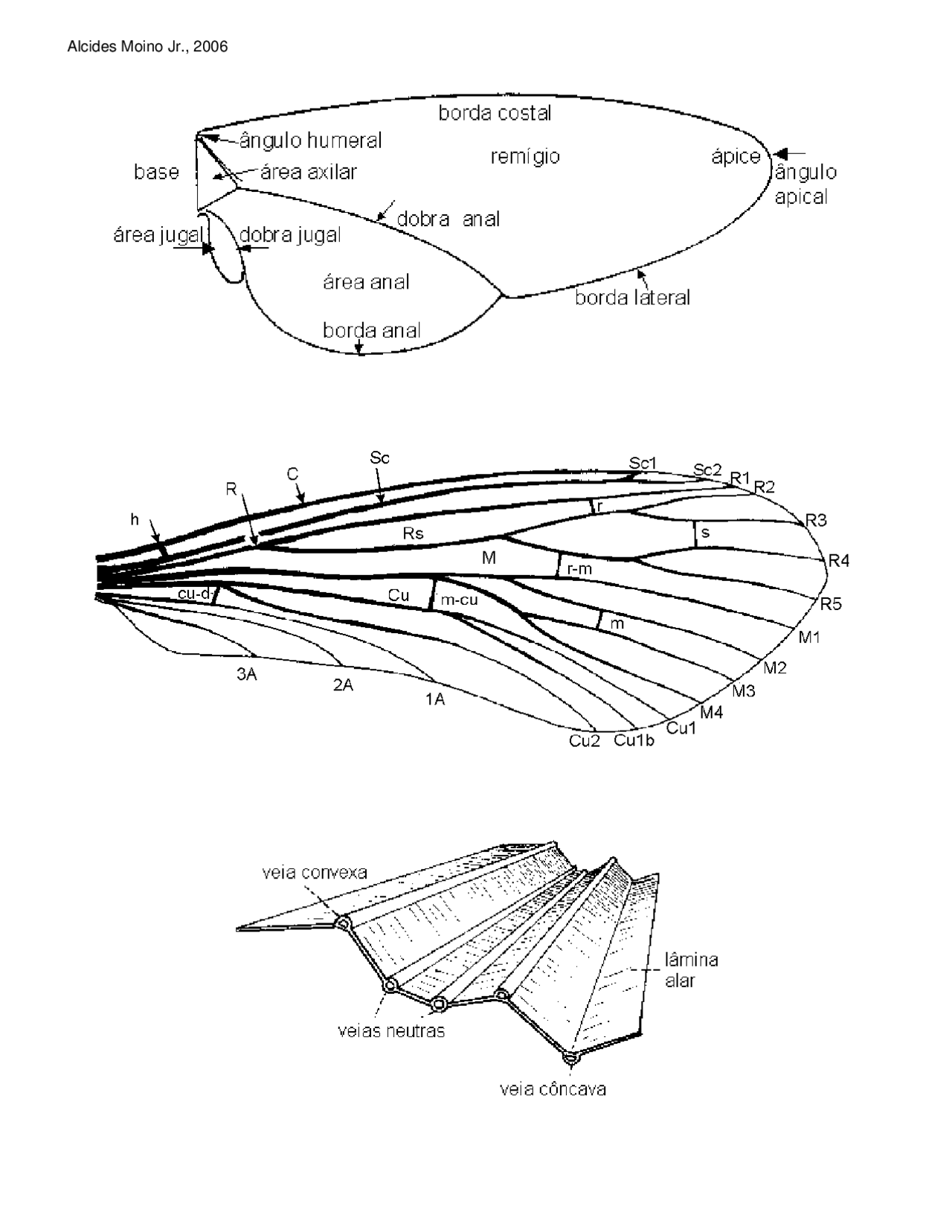 Asas de insetos - Asas - Insetos - Docsity