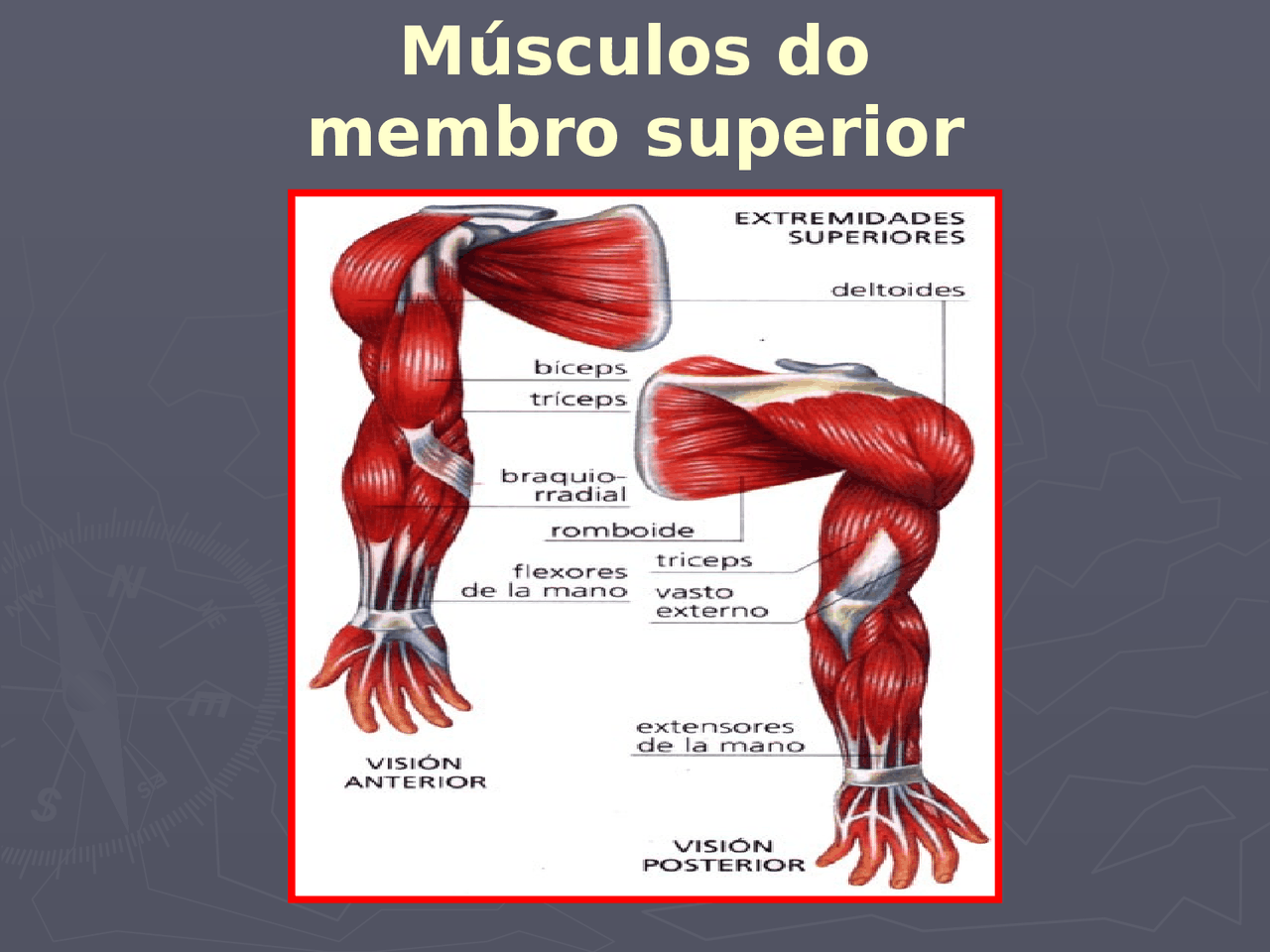 Os Músculos dos membros superiores: análise anatomica - Anatomia - Anatomia