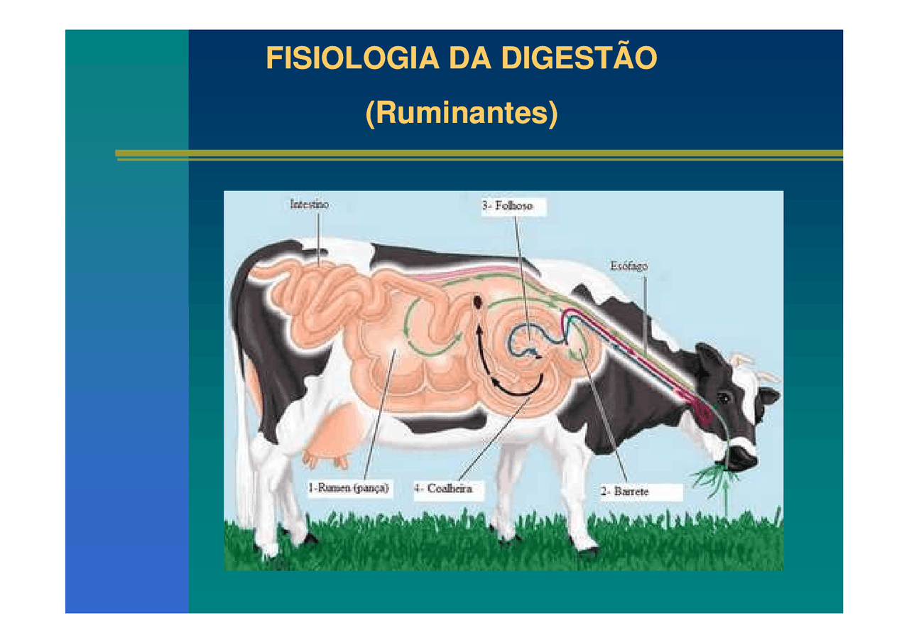 Fisiologia da digestão de ruminantes - Fisiologia - Docsity
