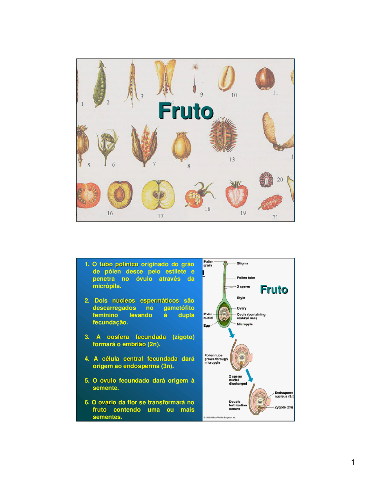 Da flor ao fruto - fruto - fruto - Docsity