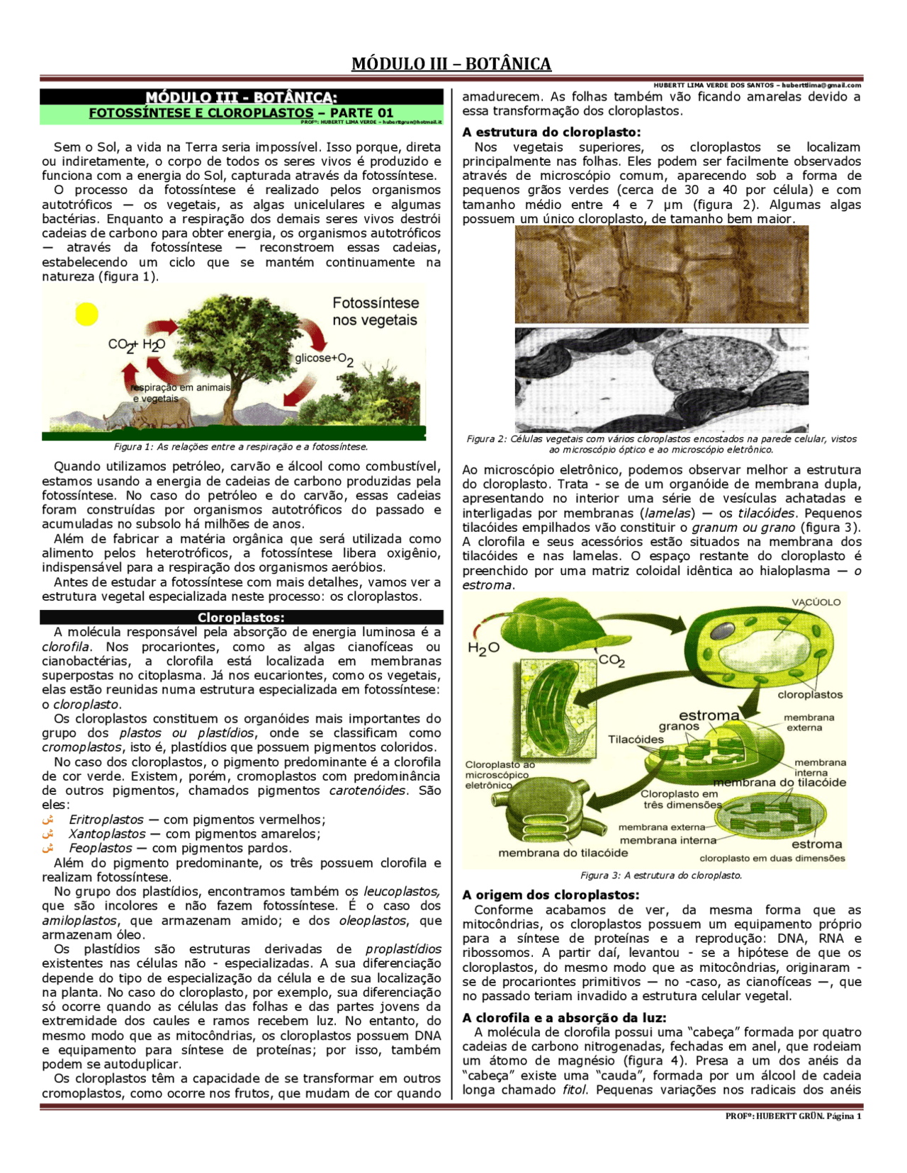 microscópio eletrônico de cloroplasto
