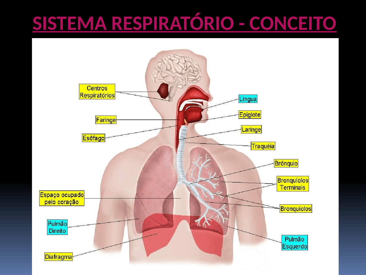 Seminário Anatomia/Fisiologia Sistema Respiratório Sistema Respiratório Figuras Docsity Seminário Anatomia/Fisiologia Sistema Respiratório Sistema Respiratório Figuras Docsity