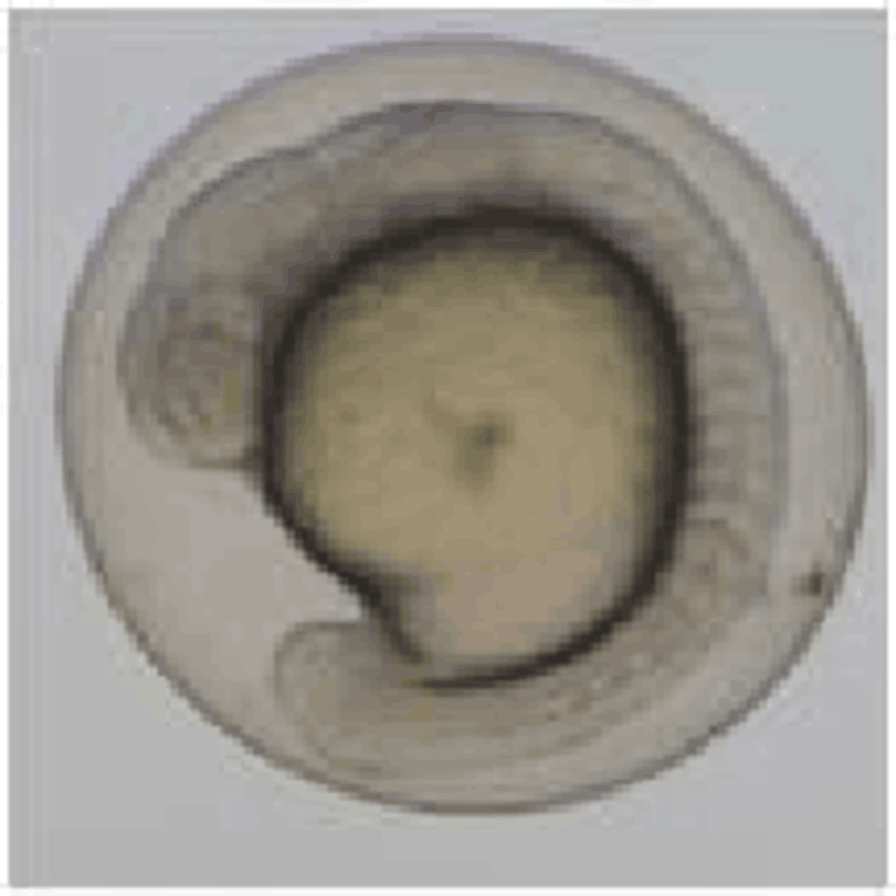 Fotos embriologia peixe-zebra - imagem9 - Arquivo de Biologia - Docsity