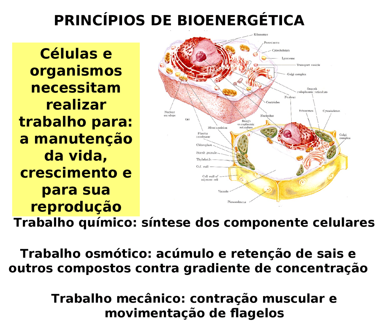 Princípios fundamentais de Bioenergética - bioenergetica - Docsity