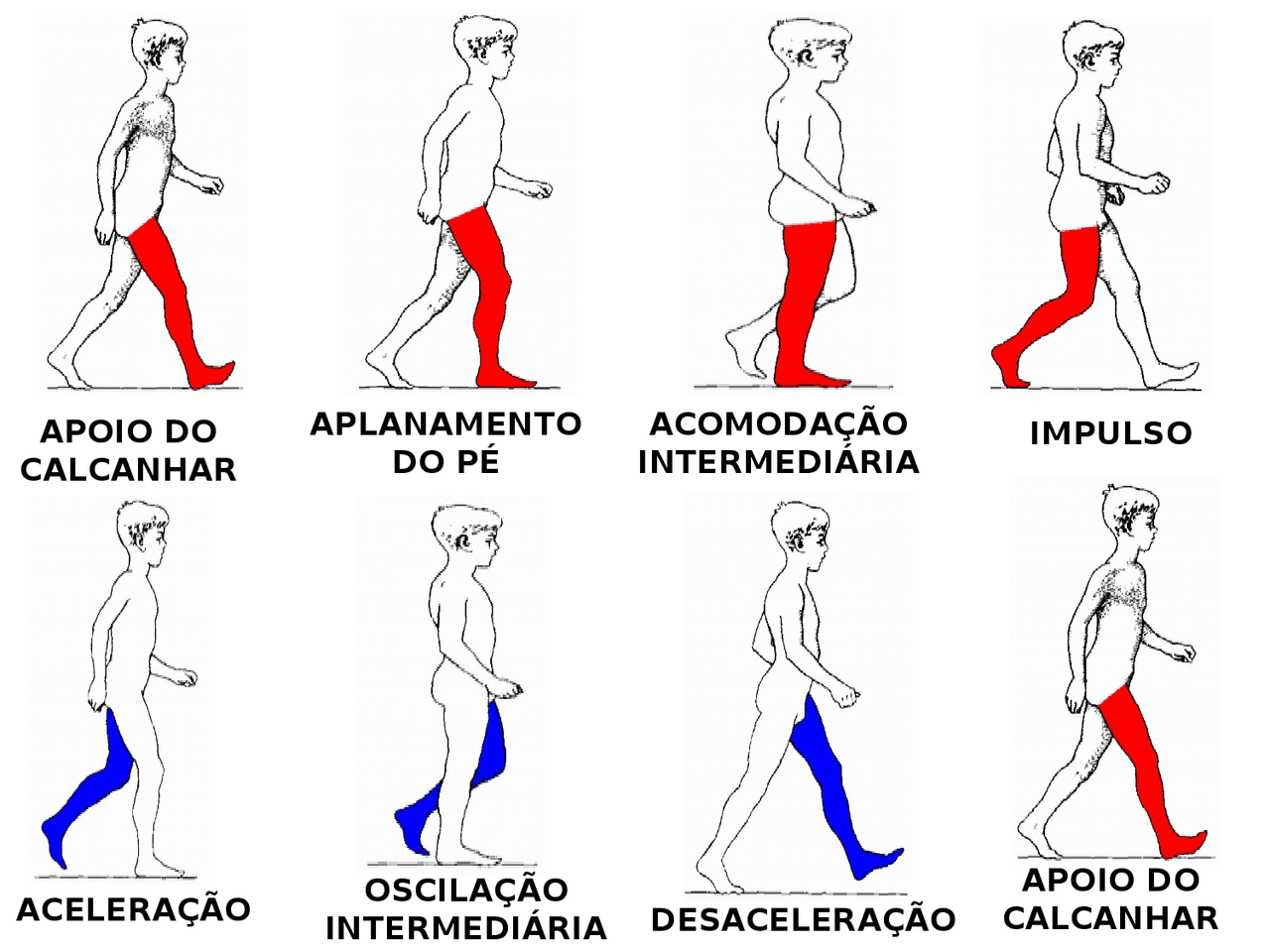 Marcha exercício Fases da marcha 1 Docsity
