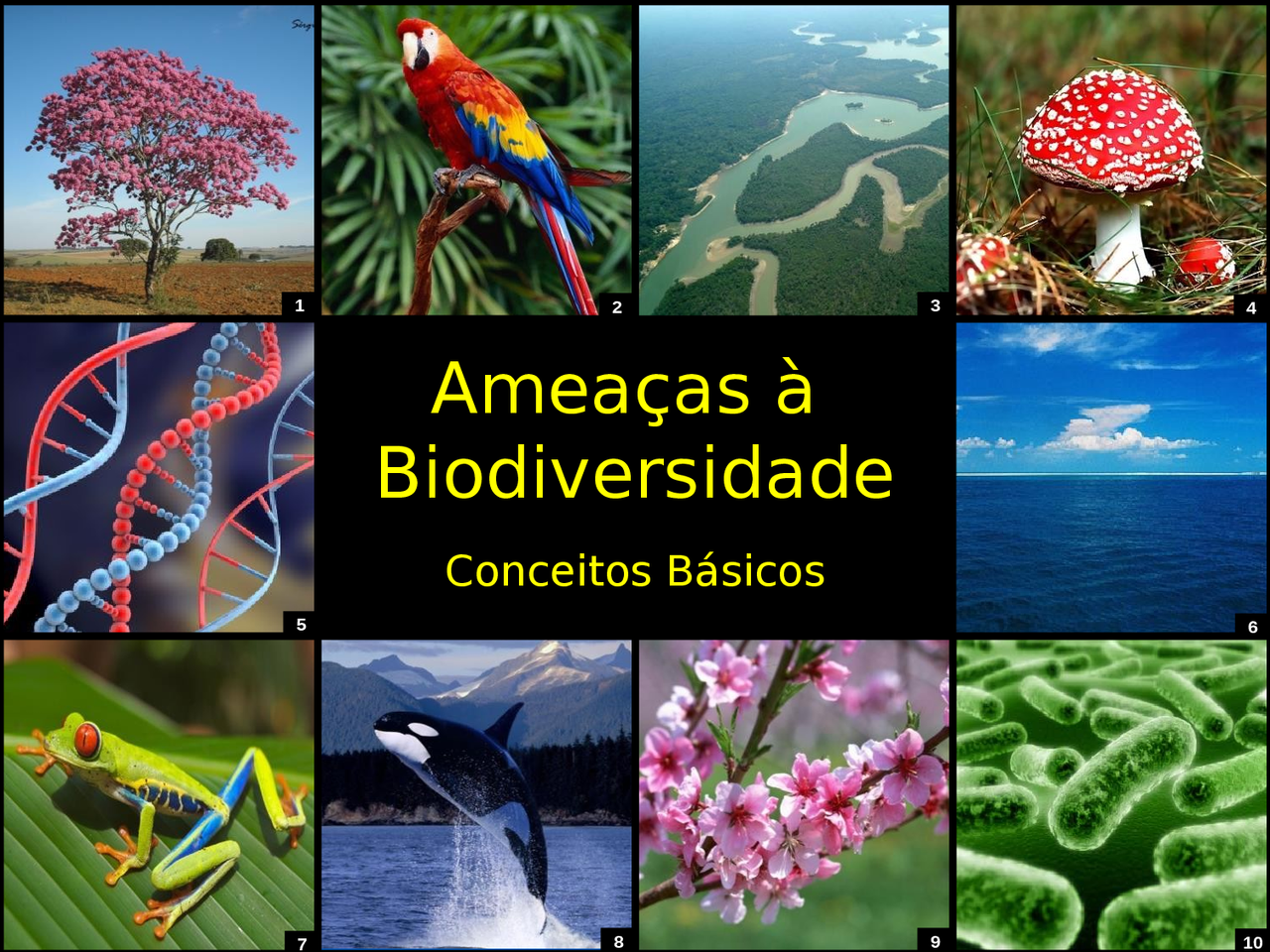Ameaças à Biodiversidade - Atividade de divulgação dos conceitos ...