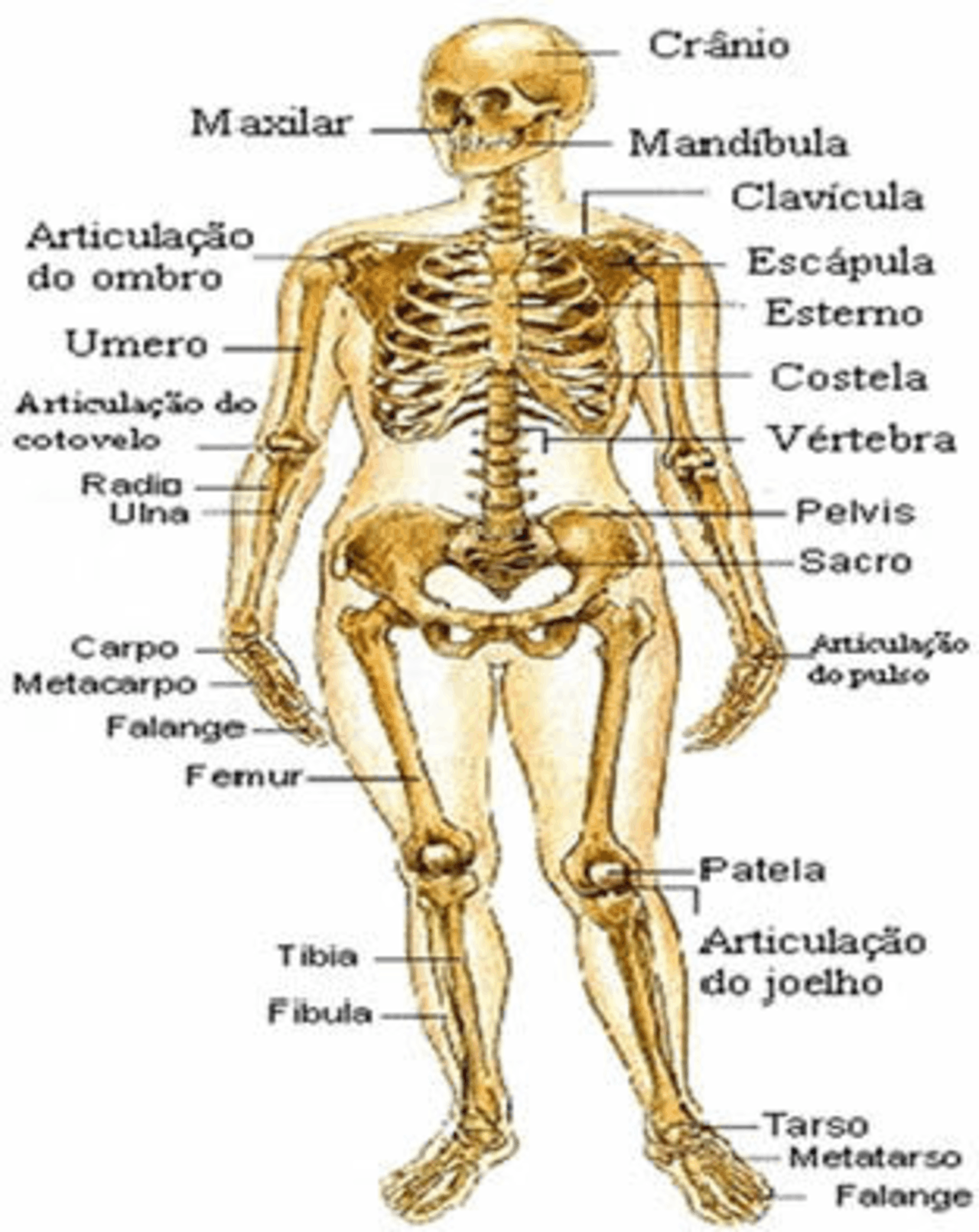 Sistema - esqueletico - Anatomia & Fisiologismo, permite estudar a ...