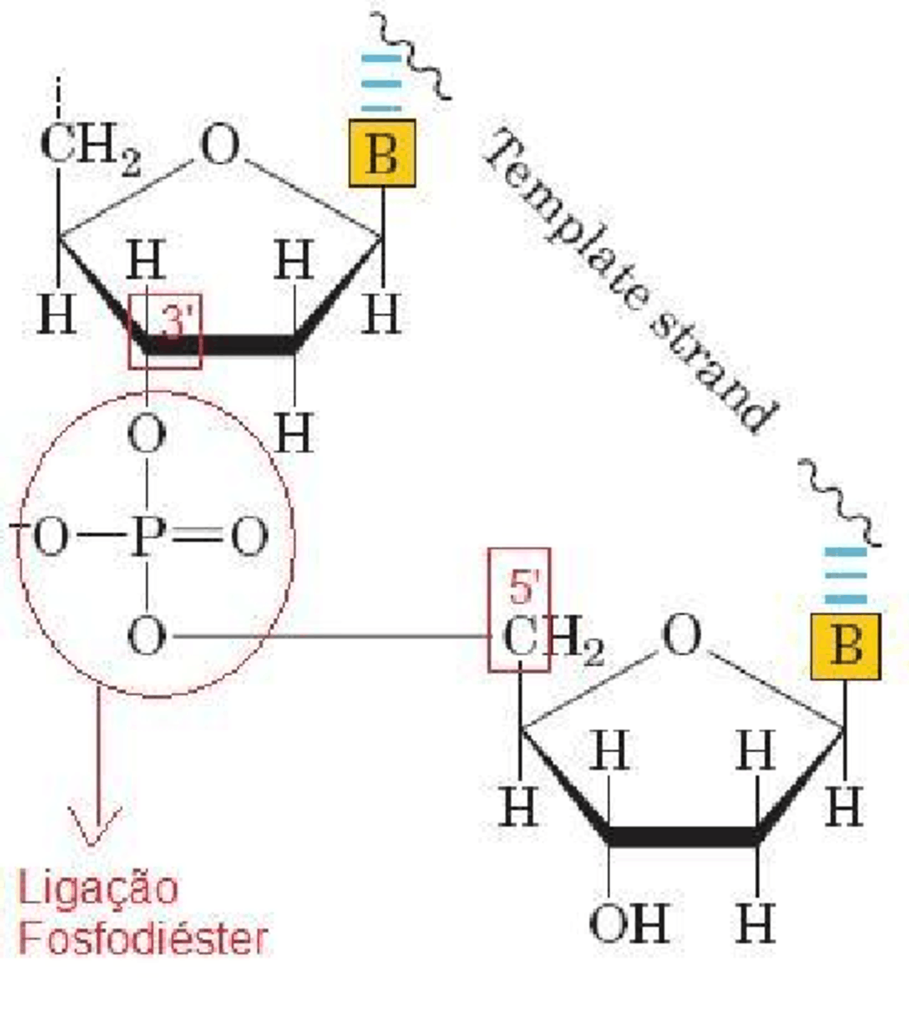 Esquema de uma ligação fosfodiester - ligacao fosfodiester - Docsity