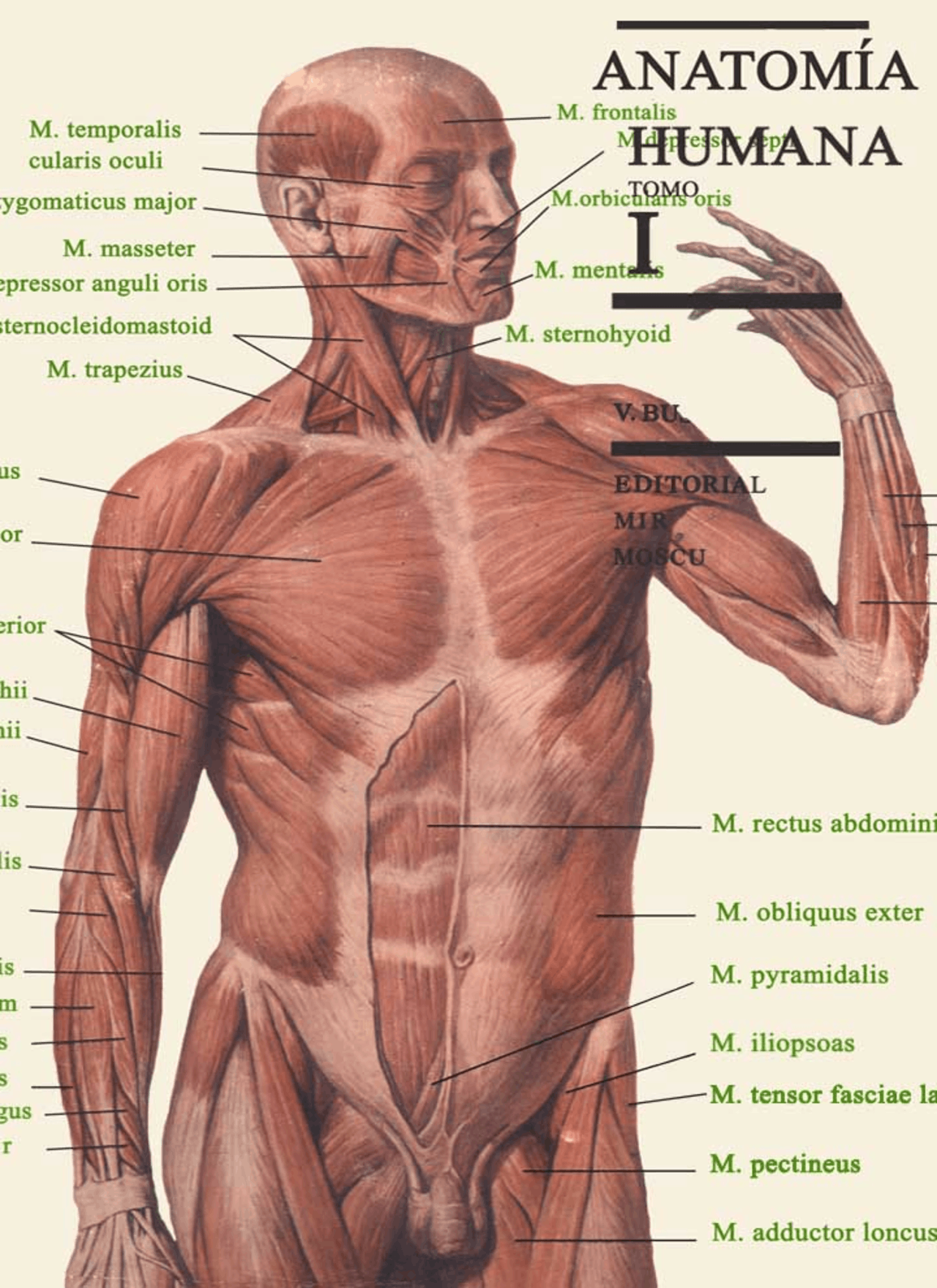 Imagem De Anatomia Humana - NAZAEDU