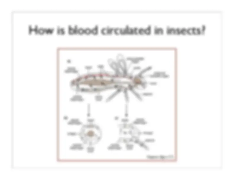 Insect Hemolymph and Immunity: Circulation, Blood Components, and ...