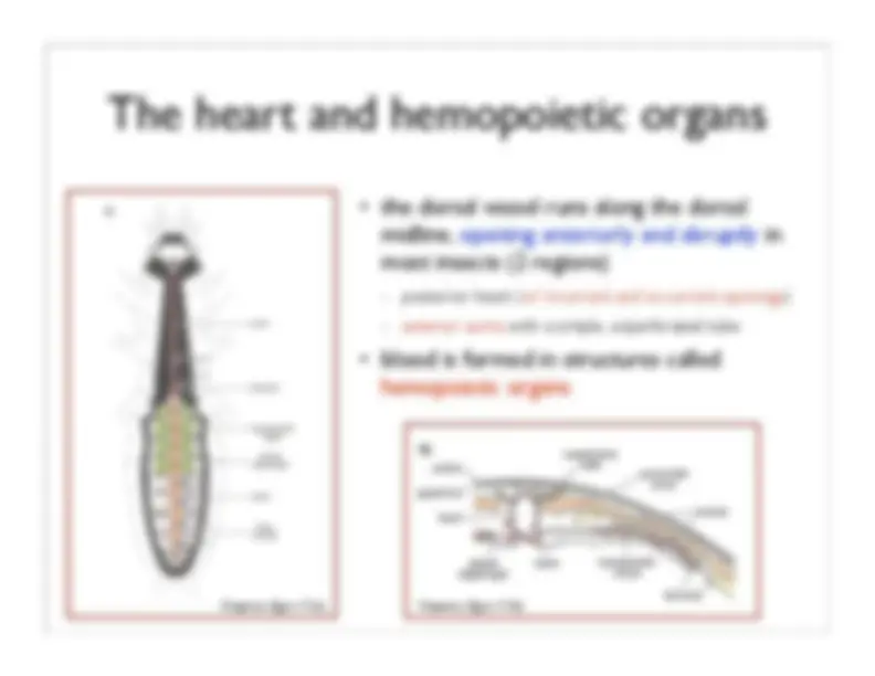 Insect Hemolymph and Immunity: Circulation, Blood Components, and ...
