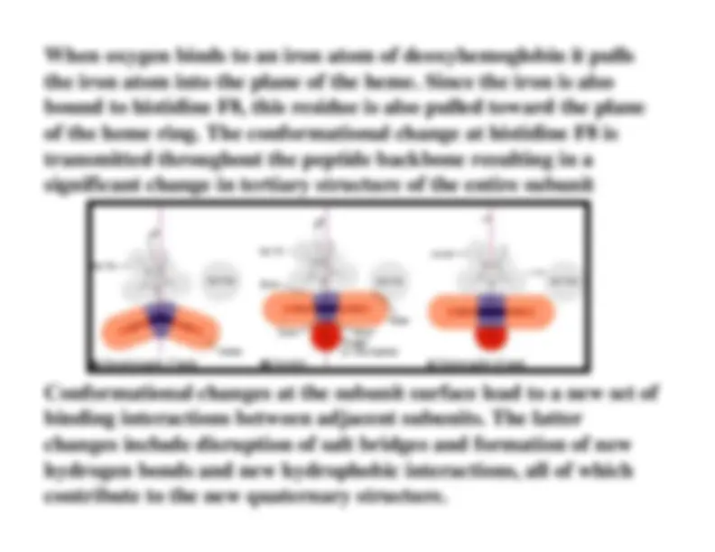 洋書 Myoglobin: Biochemical, Physiological Myoglobin: Biochemical, Physiological
