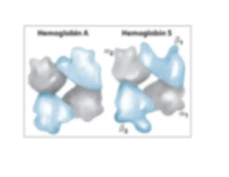 Myoglobin and Hemoglobin - Molecular Biology and