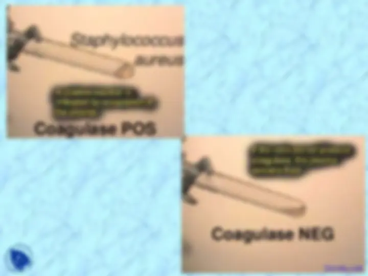 pf19