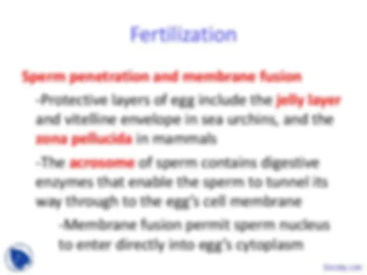 Animal Development - Animal Form, Function and Diversity - Lecture ...