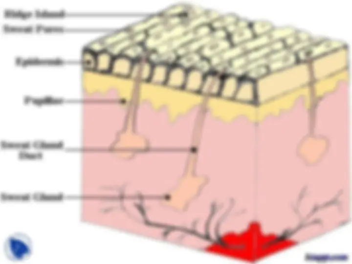 pf5
