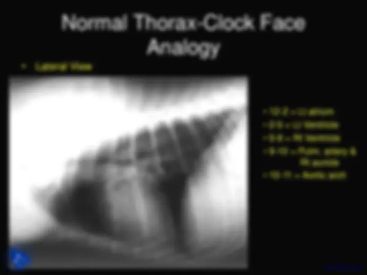 Normal Thorax Rads In Dogs Normal Canine and Feline Thorax Anatomy and Radiographic Evaluation ...