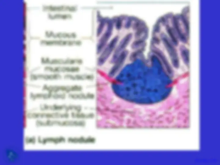 pf21