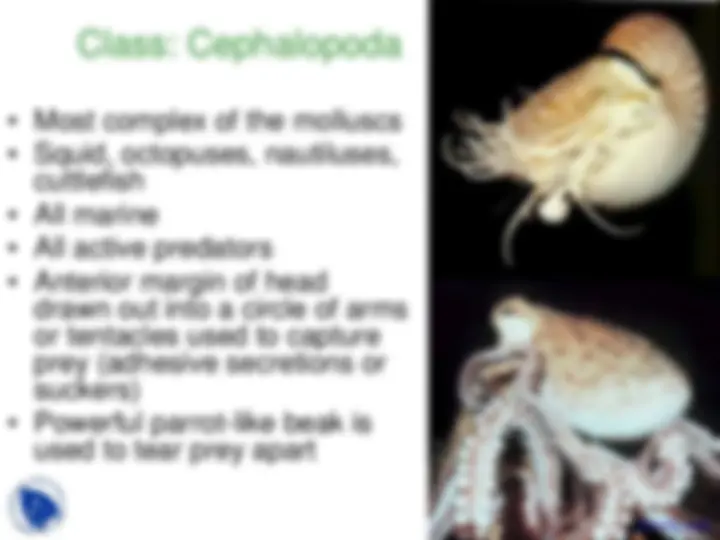 Phylum Mollusca - Vertebrate Diversity - Lecture Slides | Slides ...