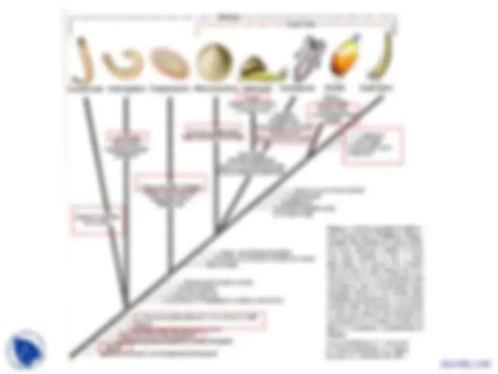 Phylum Mollusca - Vertebrate Diversity - Lecture Slides | Slides ...