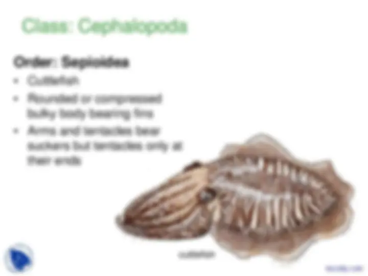 Phylum Mollusca - Vertebrate Diversity - Lecture Slides | Slides ...