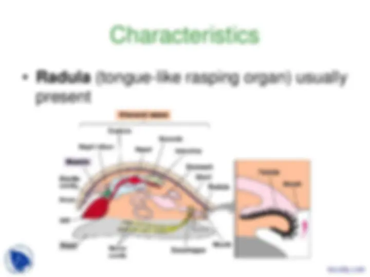 Phylum Mollusca - Vertebrate Diversity - Lecture Slides | Slides ...